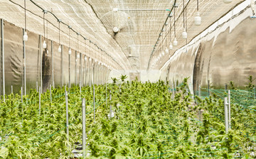 Cultivation Site photo 9 of {{total_images}} thumbnail